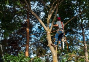 Tree Care Services in Spring