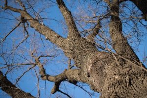 Decaying Trees