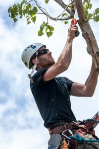 Tree Trimming Vs. Tree Pruning