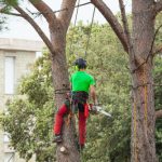 Tree Trimming Vs Tree Removals