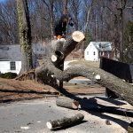 Man Cutting Down a Tree