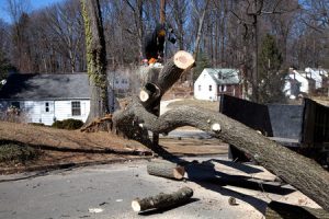 Man Cutting Down a Tree