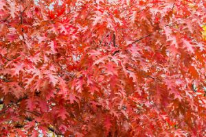 Northern Red Oak Tree