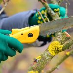 Tree Pruning