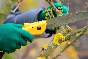 Tree Pruning