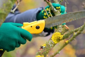 Tree Pruning