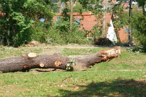 Tree removal after a storm