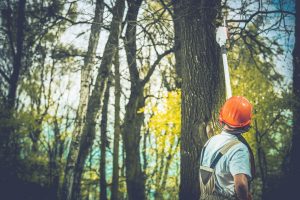 Dead Tree Removal