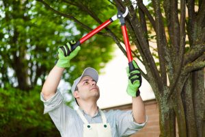 Pruning trees