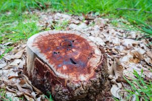 Tree Stump Removal