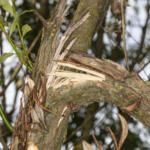 Damaged tree caused by severe storm