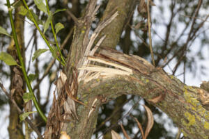 Damaged tree caused by severe storm