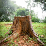 Tree stump in yard
