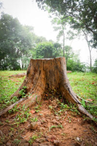 Tree stump in yard