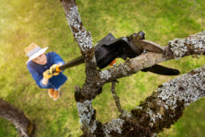 Tree trimming and pruning for the health of your trees