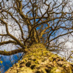 Lower Angle of Linden Tree Foliage in Sunlight.