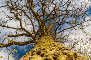 Lower Angle of Linden Tree Foliage in Sunlight.