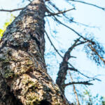 an old dry tree in a summer pine forest. Trees and shrubs