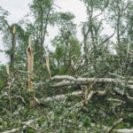 Storm consequences in the city of Minsk. Broken tree after the hurricane which has passed over the capital of Republic of Belarus 7.13.2016