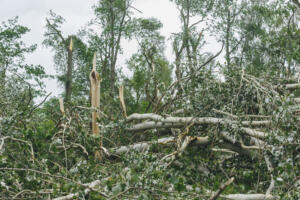 Storm consequences in the city of Minsk. Broken tree after the hurricane which has passed over the capital of Republic of Belarus 7.13.2016