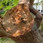 Dead Tree from invasive tree pests