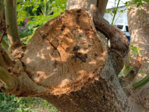 Dead Tree from invasive tree pests
