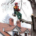 Forester talking on a mobile phone while he is standing on a tree in urban enviroment