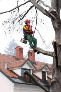 Forester talking on a mobile phone while he is standing on a tree in urban enviroment