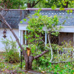 Large tree has fallen on house, damaging roof obstructing entrance in suburban neighborhood after recent hurricane storm.