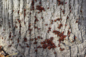 Red bugs bask in the sun on tree bark.