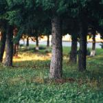 Overgrown trees in yard