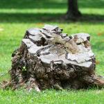 tree stump removal in residential yard