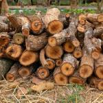 a pile of stacked firewood, prepared for heating the house, firewood harvested for heating in winter, chopped firewood on a stack, firewood stacked and prepared for winter pile of wood logs.