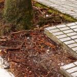 tree root damage to concrete