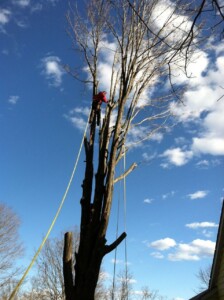 worker cutting down tree